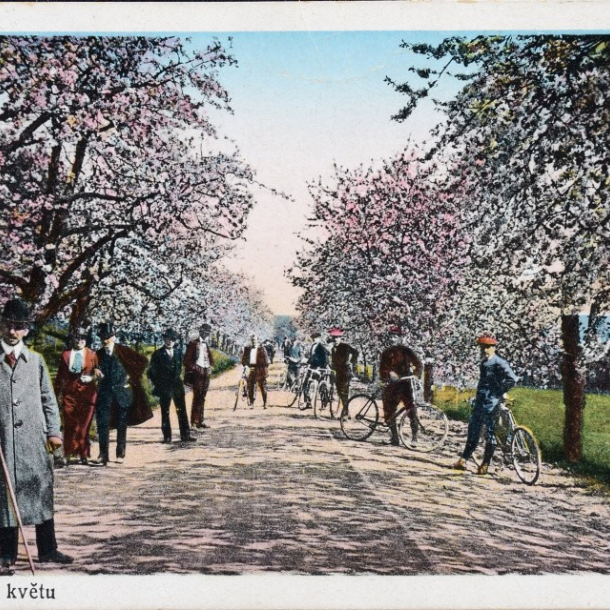 Roztoky v květu, kolorovaná pohlednice, 1910–1920, 9 x 13 cm Roztoky v květu, kolorovaná pohlednice, 1910–1920, 9 x 13 cm