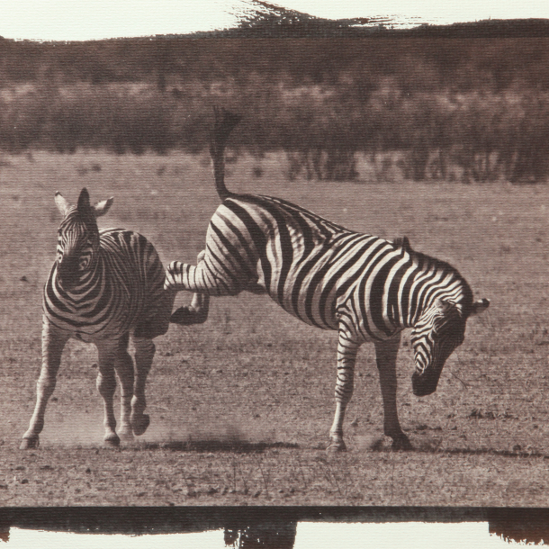 Van Dyke proces | Kurzy historické fotografie Van Dyke proces | Kurzy historické fotografie